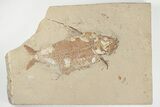 Cretaceous Fossil Fish (Nematonotus) - Hjoula, Lebanon #202120-1
